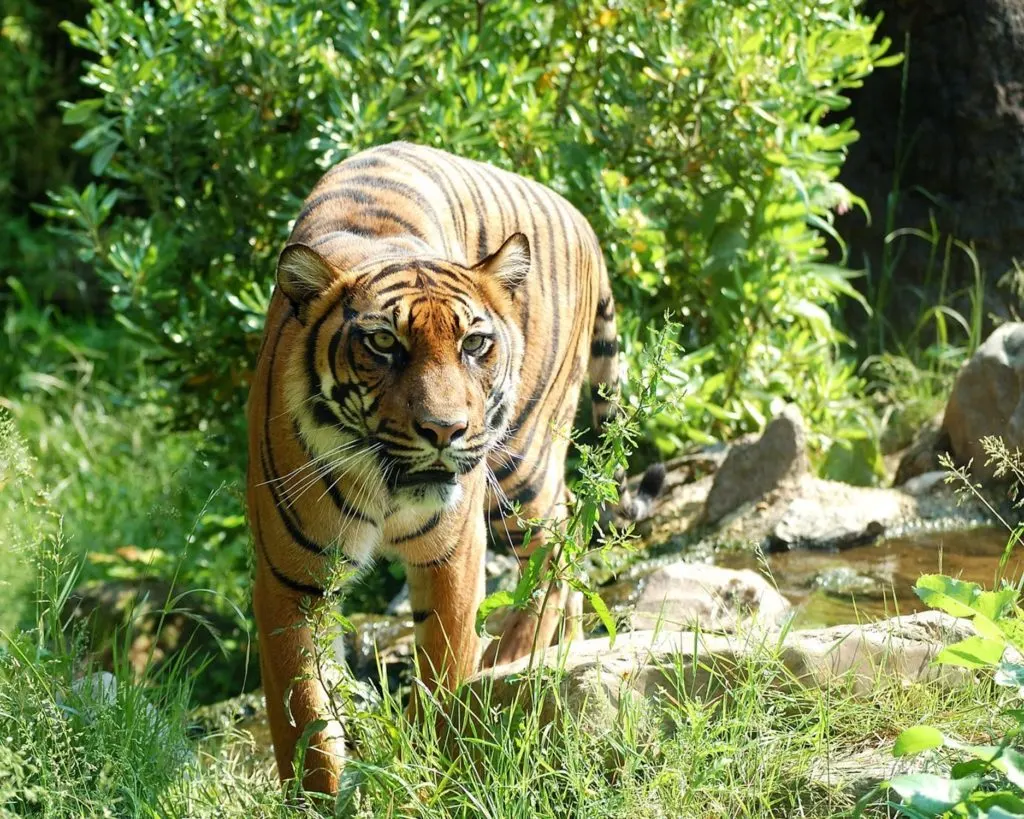 Indonesia Tiger on a tiger tour