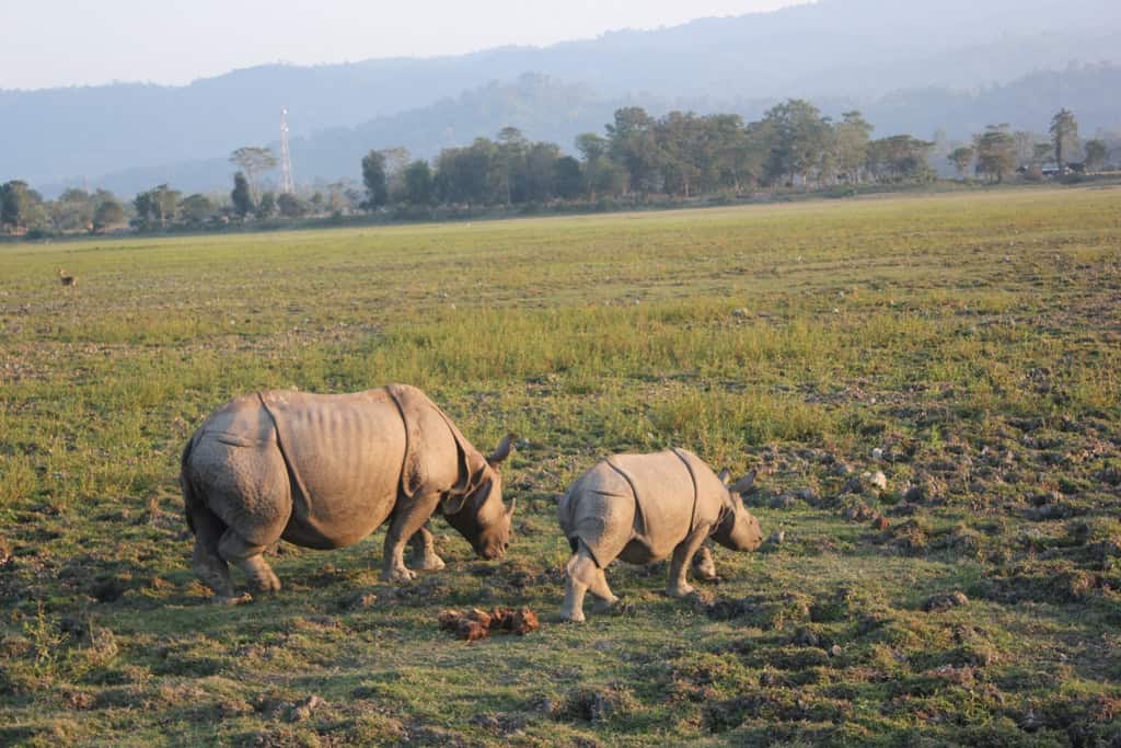 One horned Rhino 