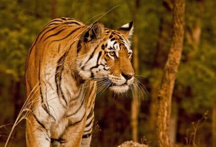 Best Places To See Tigers In the Wild