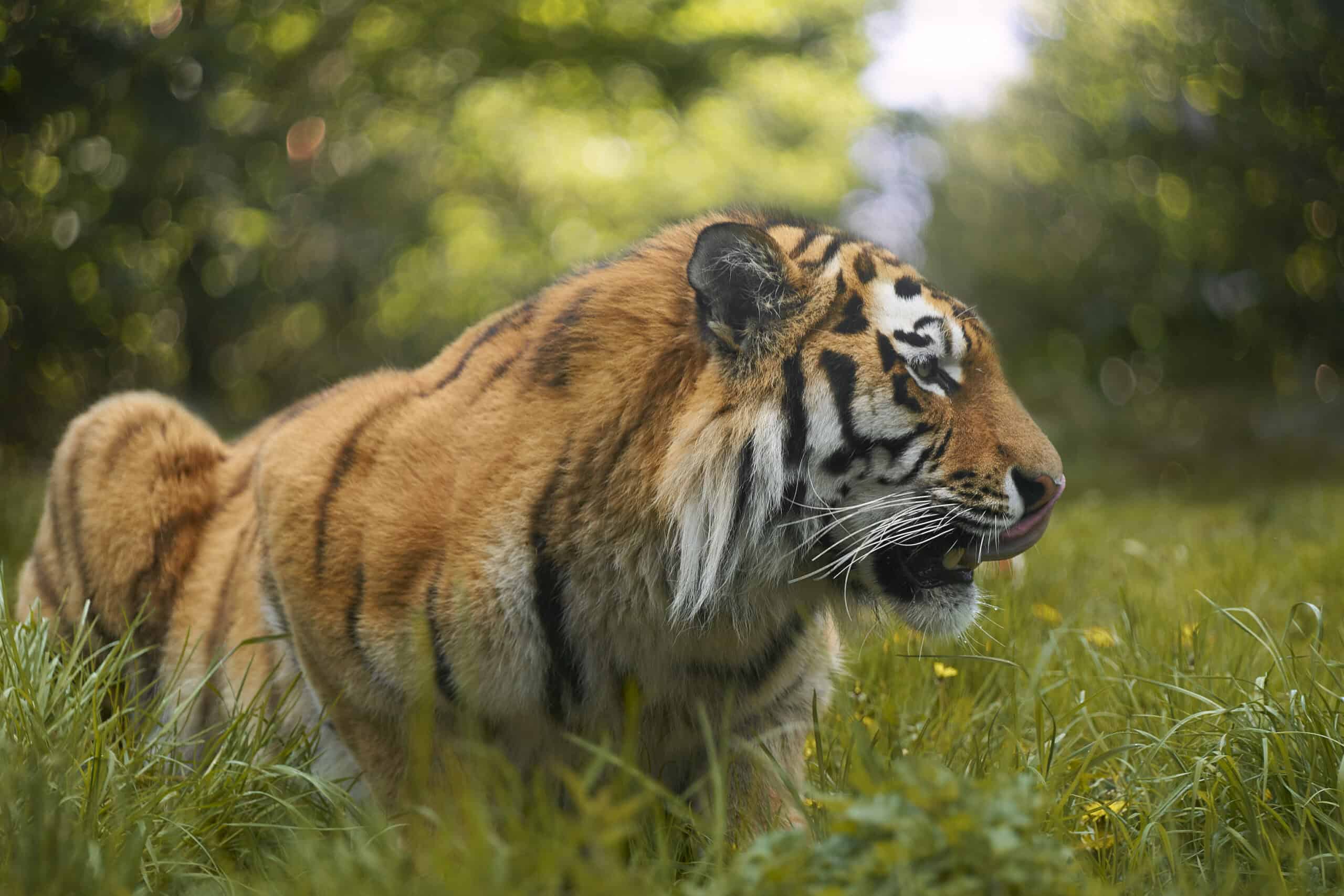 Panthera tigiris 