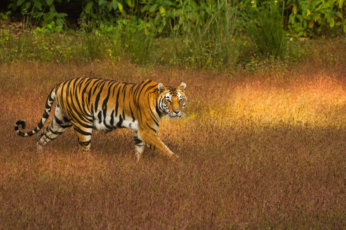 Tiger in Kanha National Park on a Safari