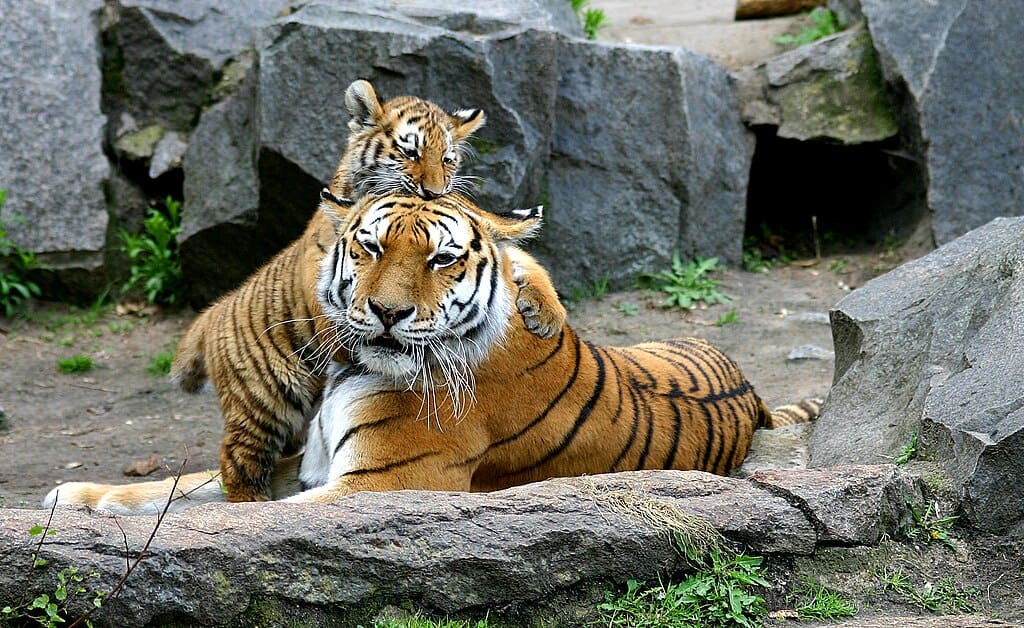 Tiger cub fighting 