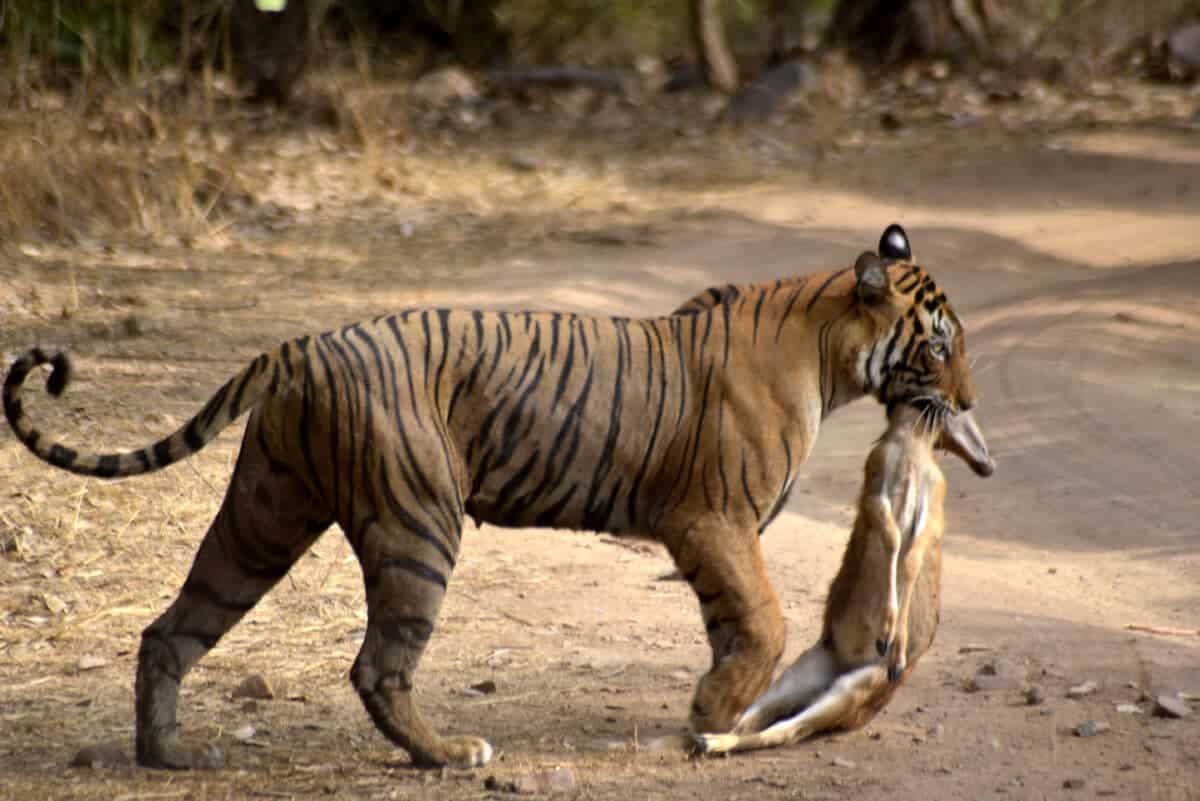 Tigress_at_Ranthambhore_National_Park