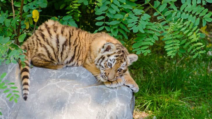 Different kinds of Wild Cats