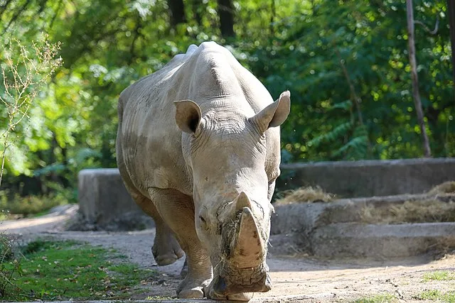 Rhinoceros