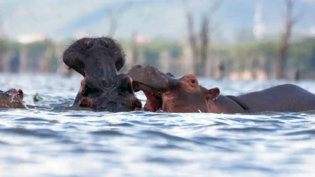 hipopótamos africanos