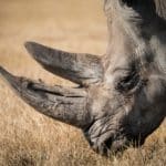 Ver rinocerontes en la naturaleza: una guía completa