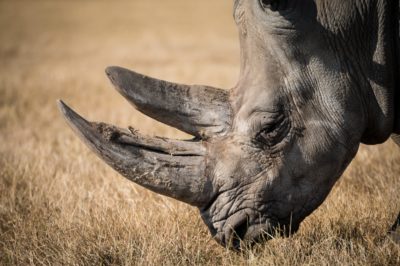 Cuerno de un rinoceronte negro