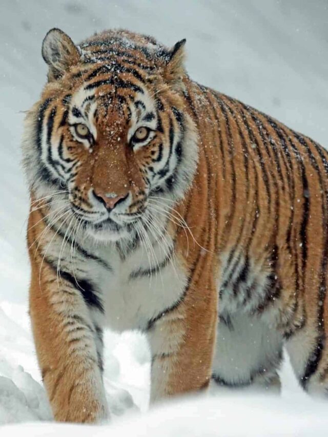 The Siberian Tiger