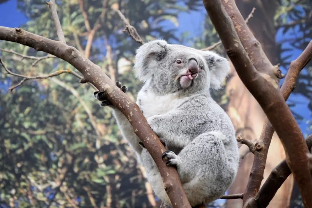 lindo koala