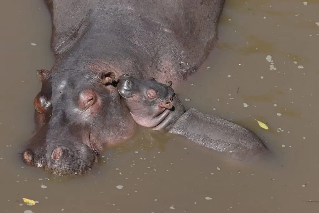 hippo baby