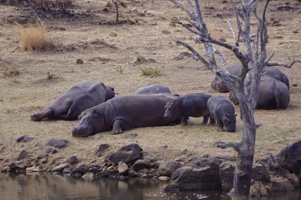 familia de hipopótamos