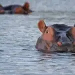 Die besten Orte, um Nilpferde zu sehen