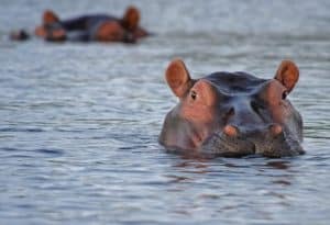Nilpferde im Wasser