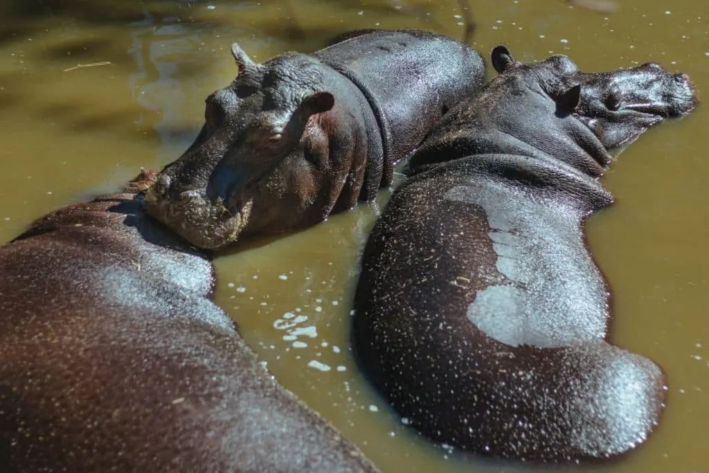 relajación del hipopótamo