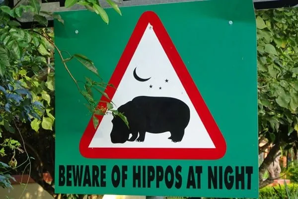 Hipopótamos en la noche