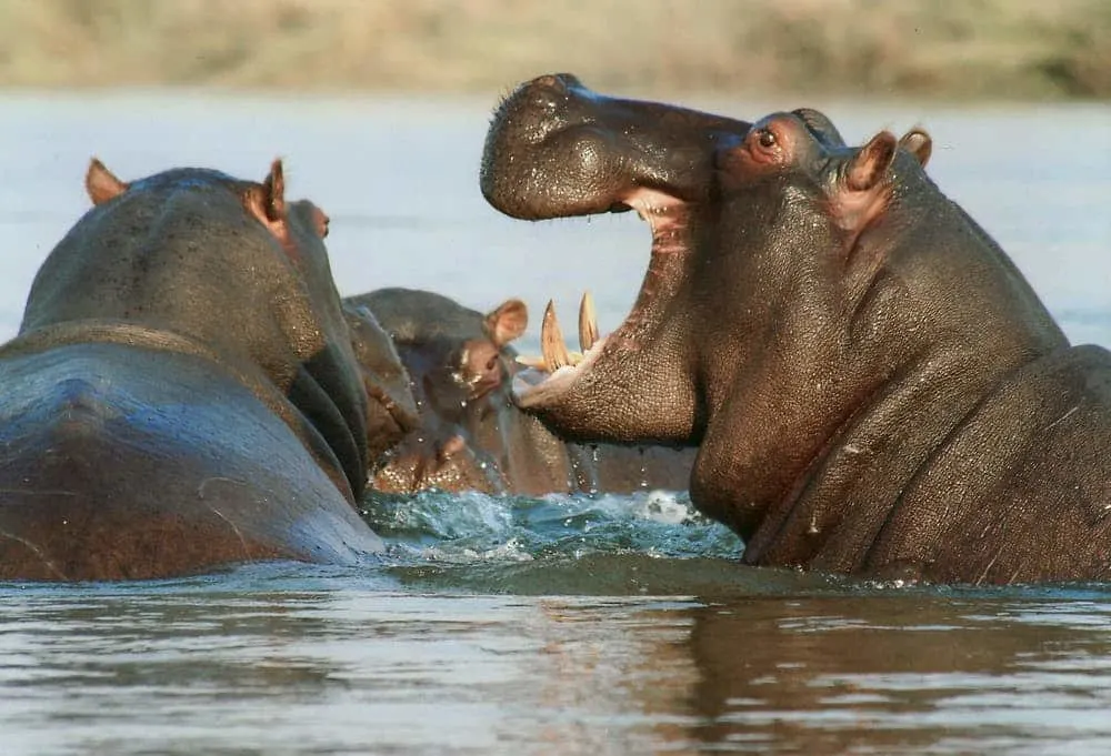 hipopótamos en África