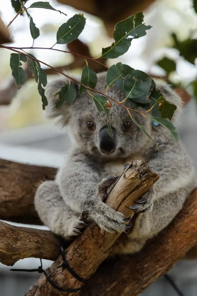koala bebé
