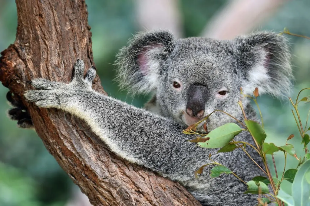 tiempo de caricias de koala