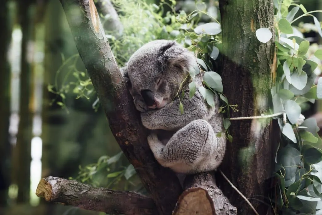 koala lugar para dormir