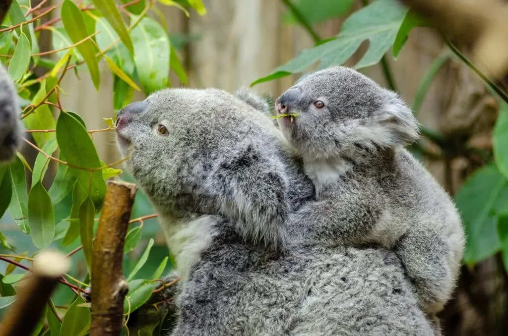 tiempo de koala con el bebé