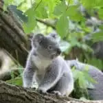 Dónde puedes ver koalas