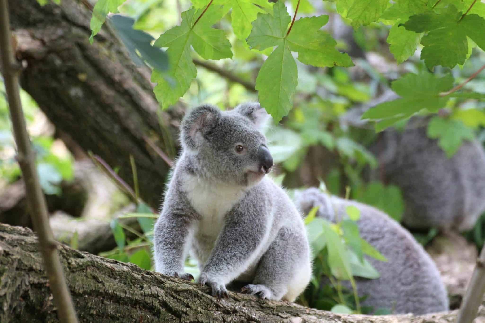 Where can you see Koalas
