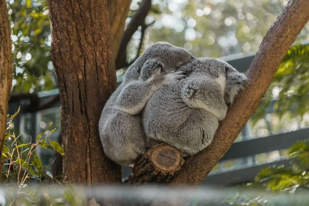 koala two