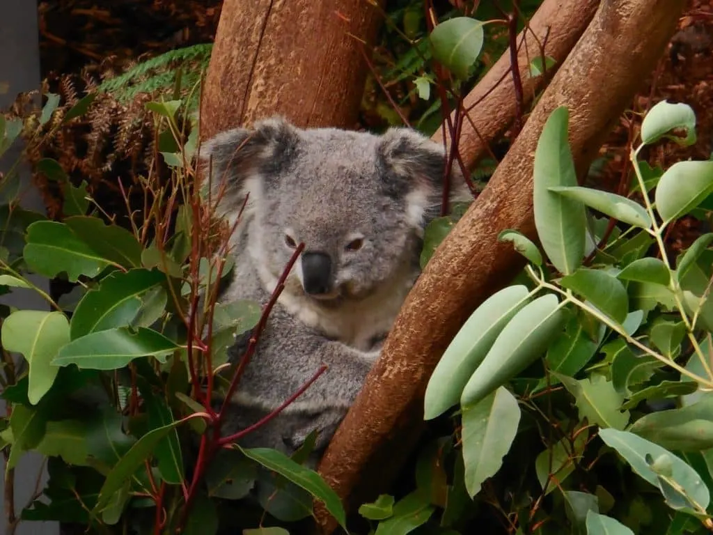 koalas wildlife