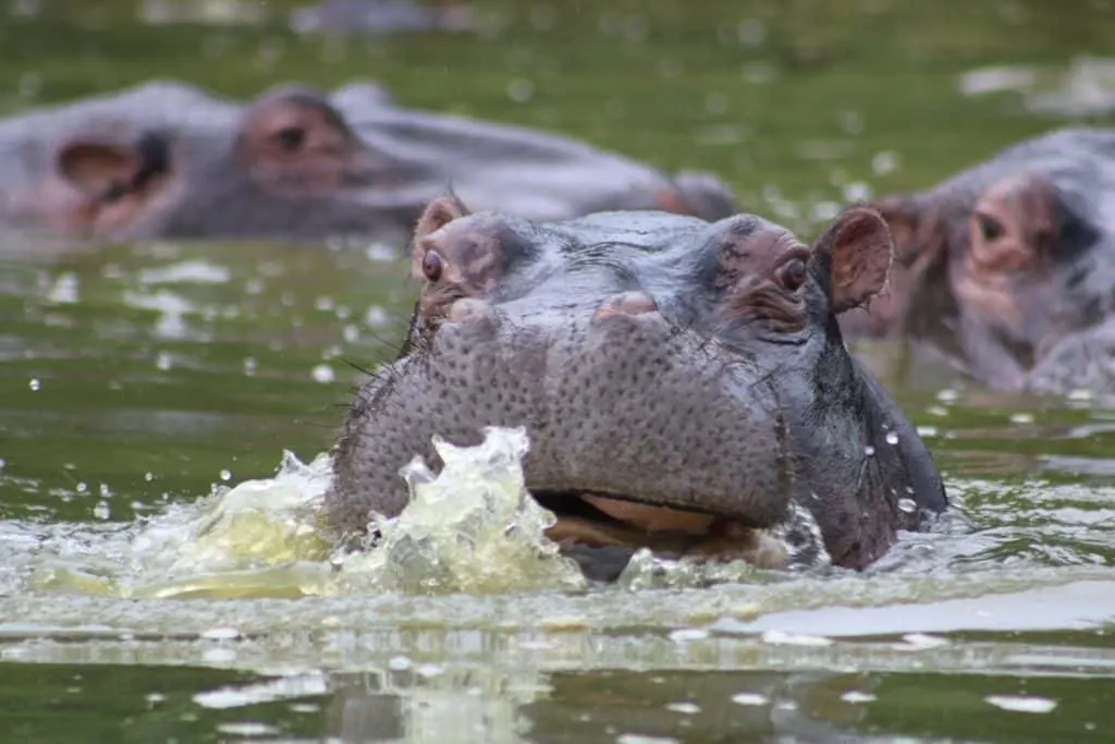Parque Nacional Kruger Hipopótamo