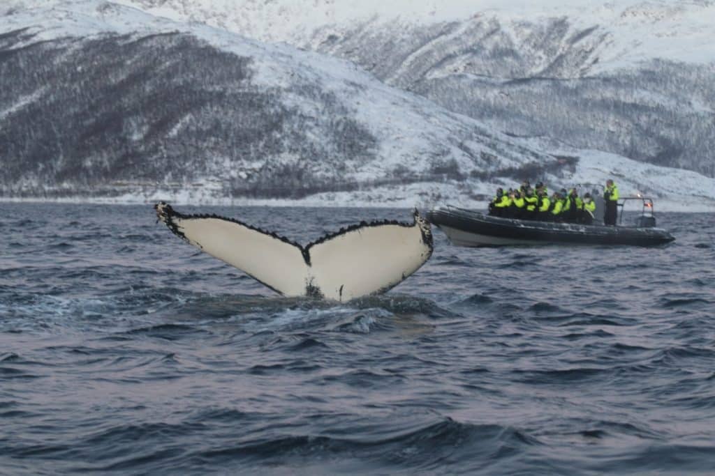 expedición de orcas