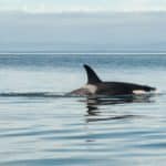 Mejores lugares para nadar o bucear con orcas