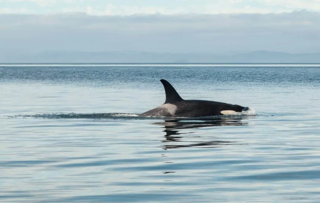 orca en costa rica