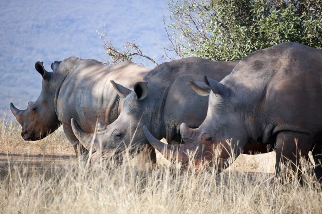 rinoceronte en Sudáfrica