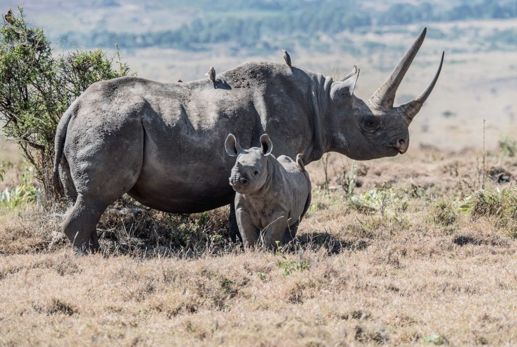rhino with calf
