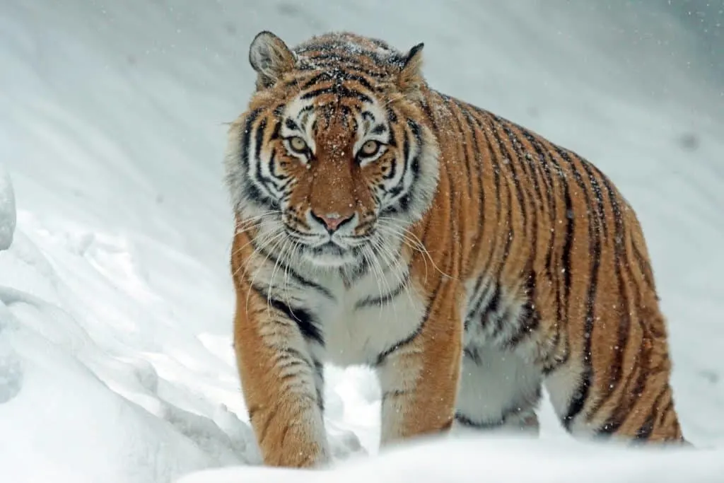 The Siberian Tiger on a tiger safari 