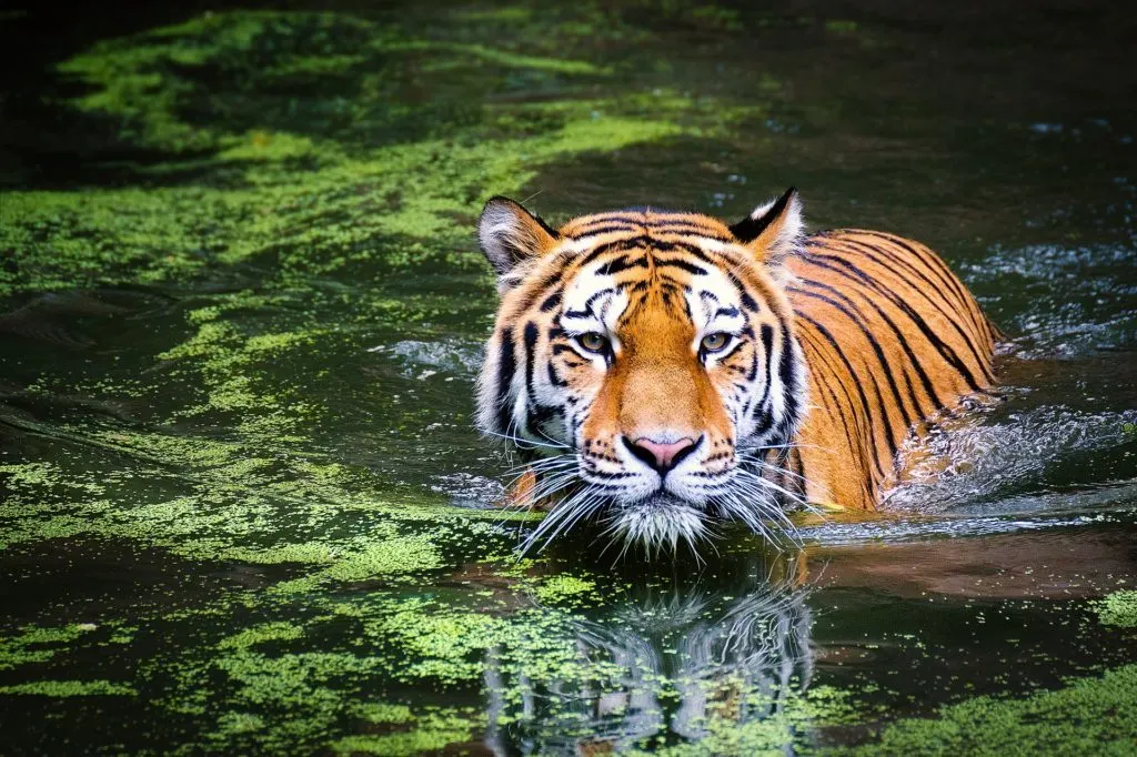 Tiger Dive on a tiger safari