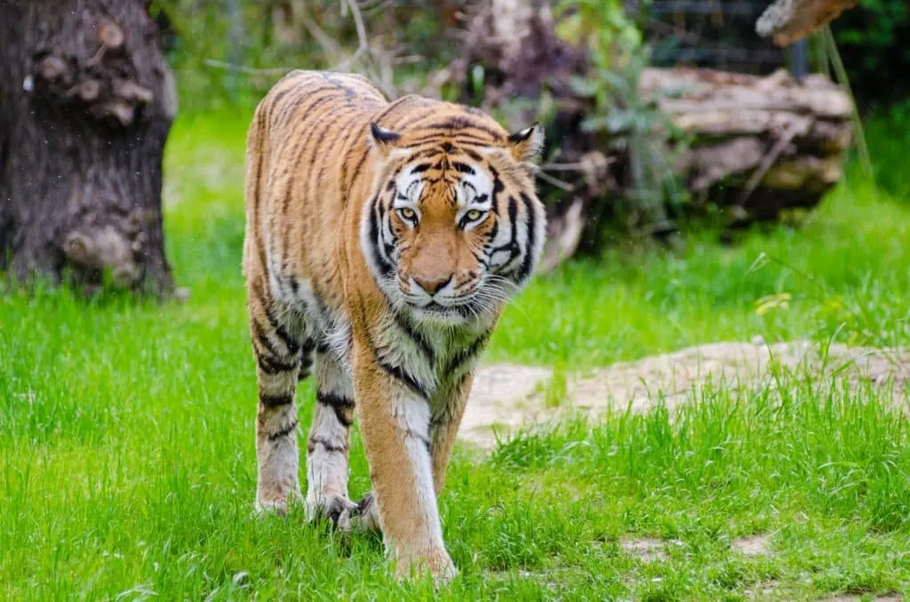 Tiger in India on a tiger safari 