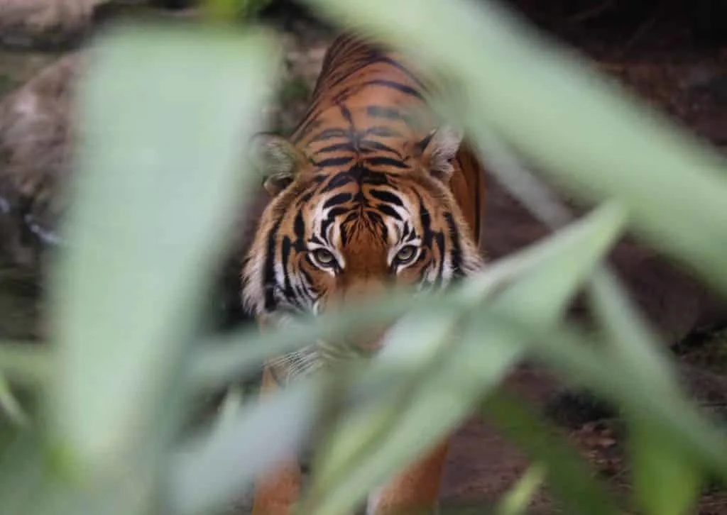 tiger in the wild on a tiger safari