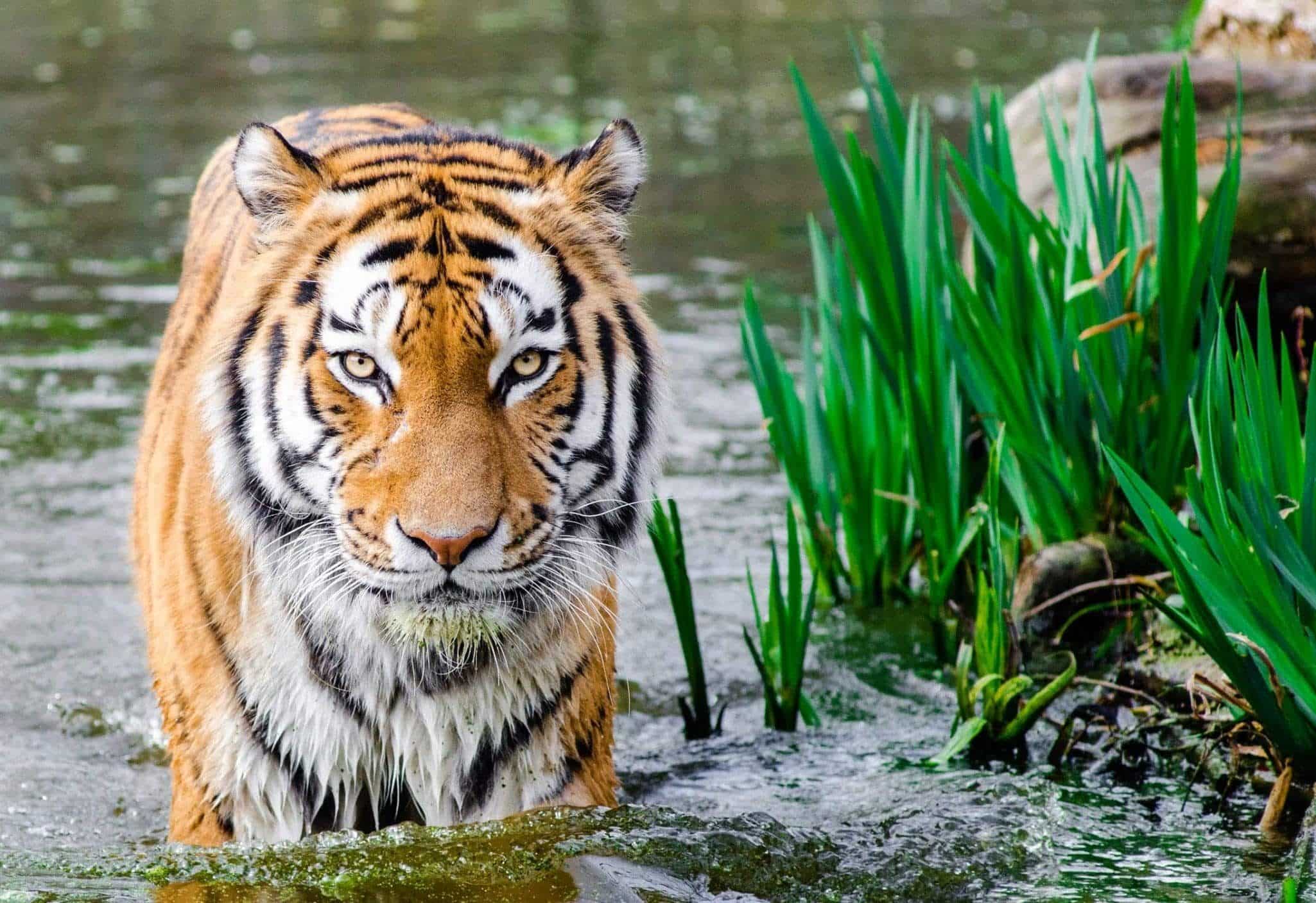 afrikanisch Spannbettlaken Brüllender Tiger Wildlife