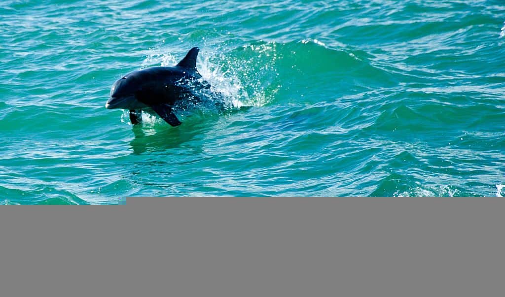 Dolphin in  water 
