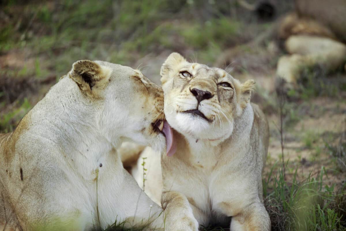 Lions been affectionate with each other. 
