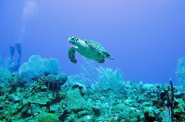 Long head sea turtle 