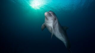 eilat dolphin