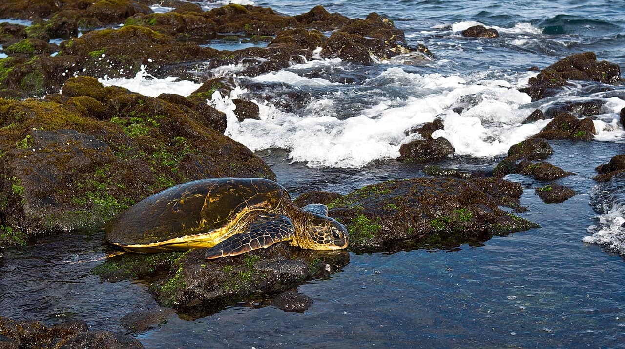 Green sea turtle 