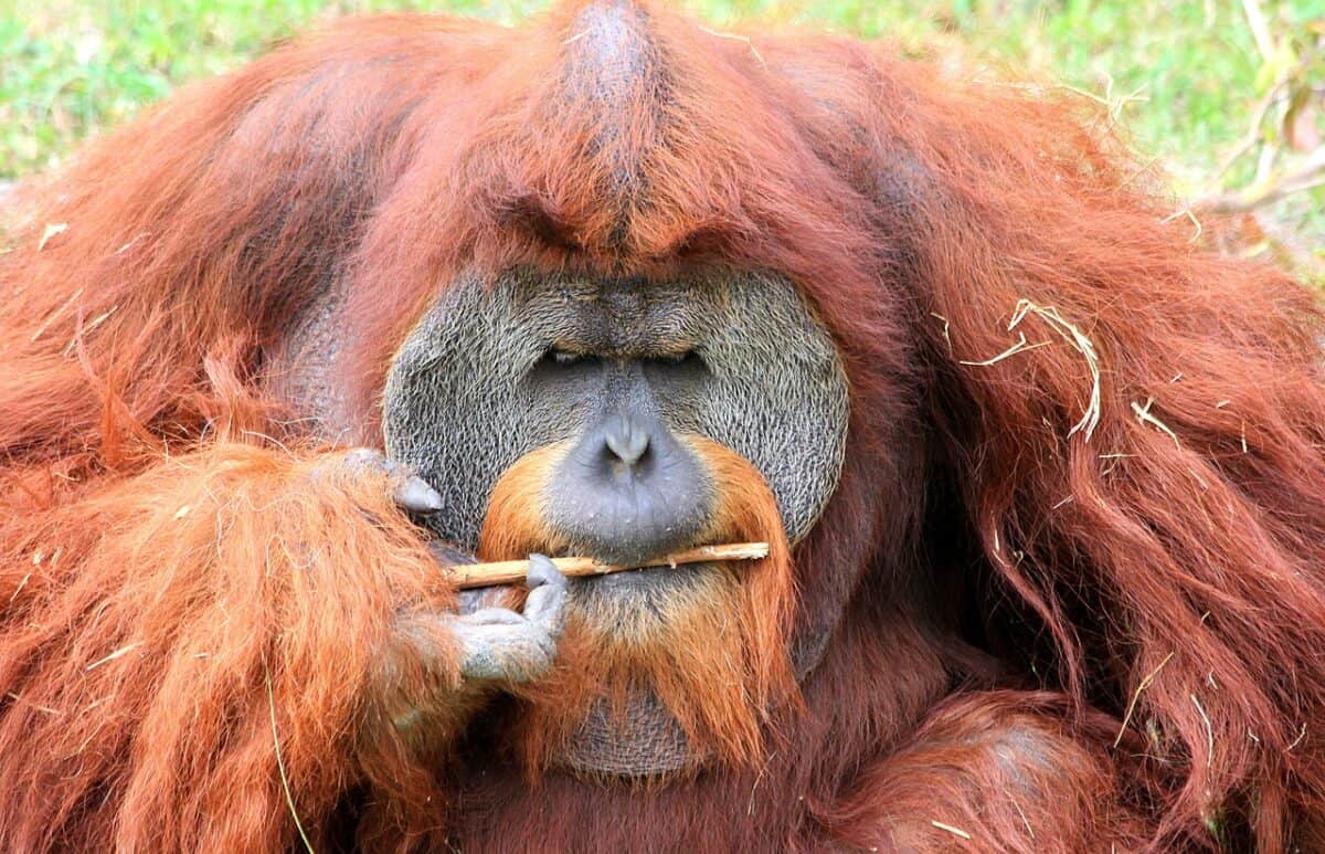 Orangutan 