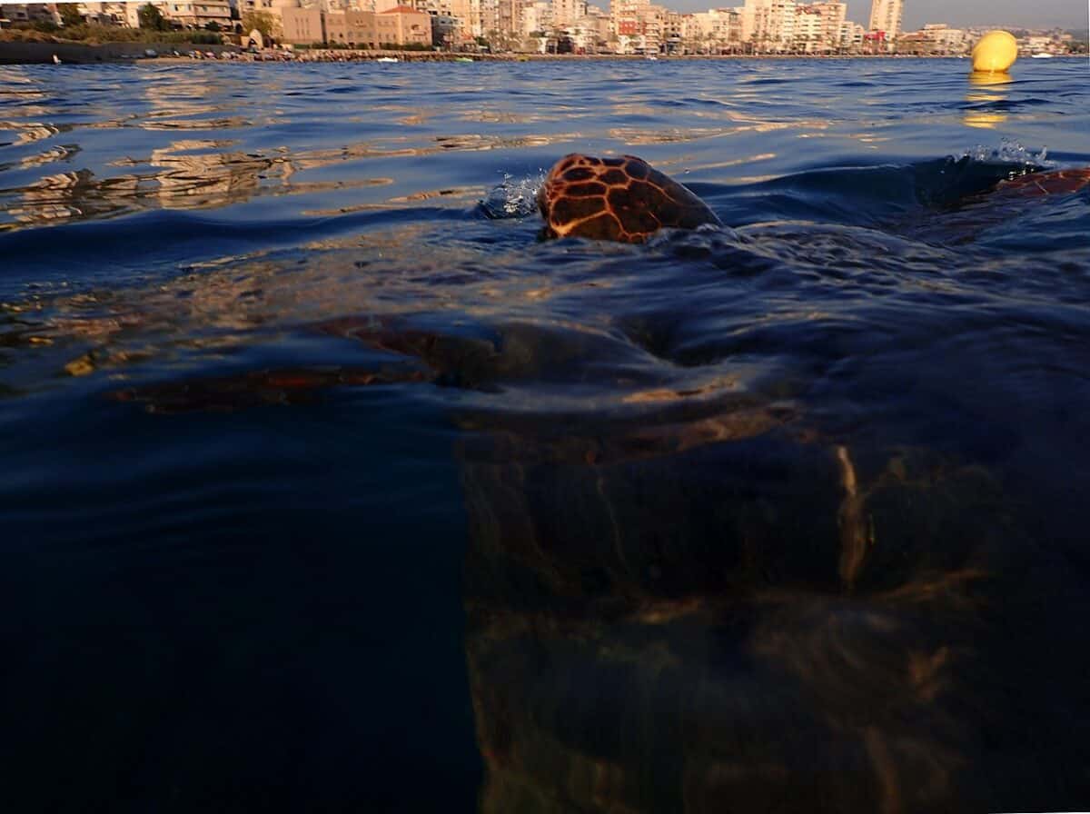 Sea Turtles