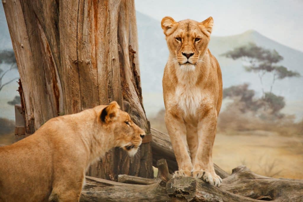 afrikanische Löwen