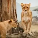 Löwen in freier Wildbahn