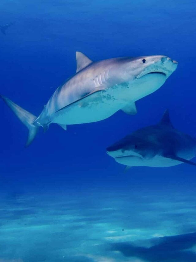 Tiger-sharks-in-the-water
